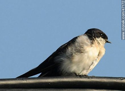 Blue-and-white Swallow - Fauna - MORE IMAGES. Photo #47172