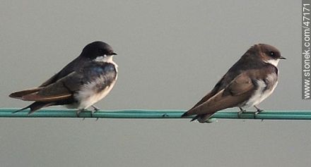 Blue-and-white Swallows - Fauna - MORE IMAGES. Photo #47171