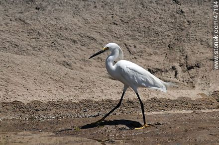 Snowy Egret garza - Fauna - MORE IMAGES. Photo #47194