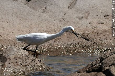 Snowy Egret - Fauna - MORE IMAGES. Photo #47189