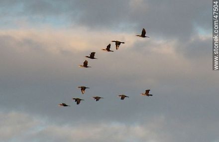 Flock of ducks - Department of Maldonado - URUGUAY. Photo #47504