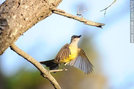 Tropical Kingbird - Fauna - MORE IMAGES. Photo #47452