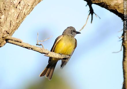 Tropical Kingbird - Department of Maldonado - URUGUAY. Photo #47450
