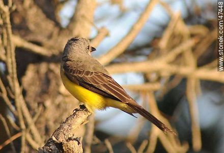 Tropical Kingbird - Fauna - MORE IMAGES. Photo #47448