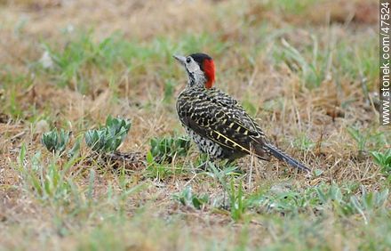 Green - barred Woodpecker - Fauna - MORE IMAGES. Photo #47524