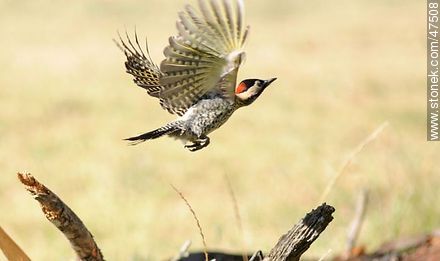 Fliying Green - barred Woodpecker - Fauna - MORE IMAGES. Photo #47508