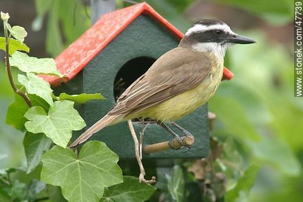 Great Kiskadee snooping in a House Wren nest - Fauna - MORE IMAGES. Photo #47739