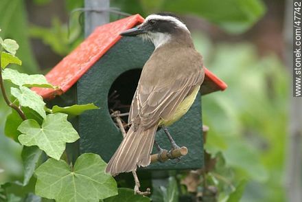 Great Kiskadee snooping in a House Wren nest - Fauna - MORE IMAGES. Photo #47742