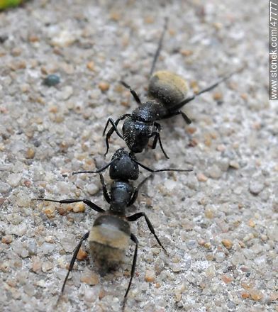 Pelea a muerte de hormigas - Fauna - IMÁGENES VARIAS. Foto No. 47777