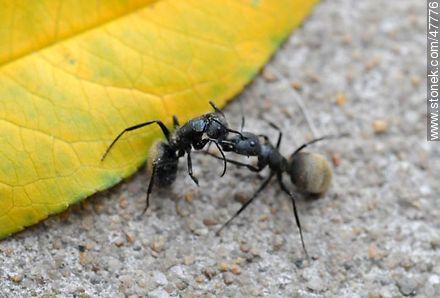 Pelea a muerte de hormigas - Fauna - IMÁGENES VARIAS. Foto No. 47776