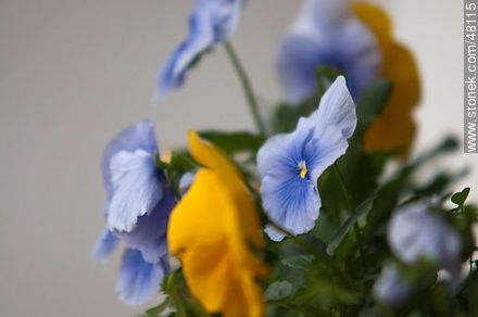 Pansy flowers - Flora - MORE IMAGES. Photo #48115