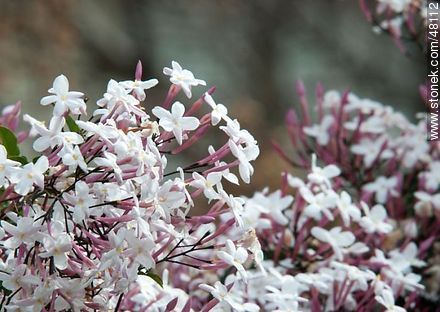 Hungarian Jasmine at the end of winter. - Flora - MORE IMAGES. Photo #48112