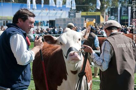 Exhibición de ganado Hereford - Departamento de Montevideo - URUGUAY. Foto No. 48073