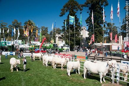 Exhibition of Charolais cattle - Department of Montevideo - URUGUAY. Photo #48061