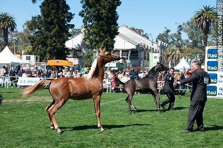 Concurso de caballos jovenes - Departamento de Montevideo - URUGUAY. Foto No. 48051