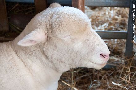 Cabeza de oveja Poll Dorset - Departamento de Montevideo - URUGUAY. Foto No. 48021