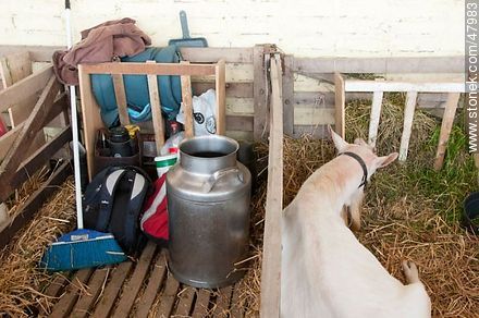 Cleaning elements of the tent of goats. - Department of Montevideo - URUGUAY. Photo #47983