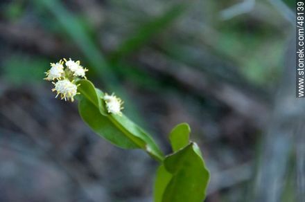 Flowered Baccharis Articulata - Flora - MORE IMAGES. Photo #48139