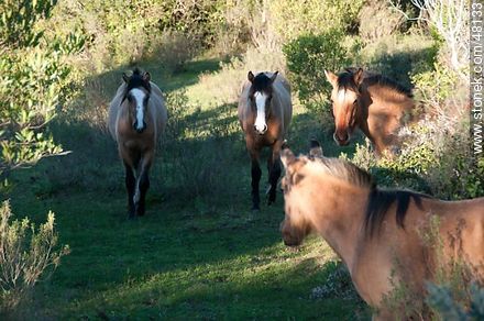 Criollo horses - Fauna - MORE IMAGES. Photo #48133