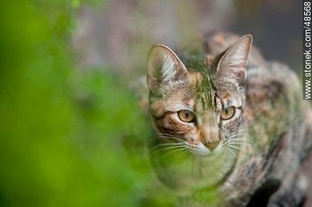 Stalking tabby - Fauna - MORE IMAGES. Photo #48568