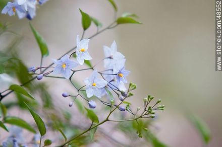 Solanum jazminoide - Flora - MORE IMAGES. Photo #48552
