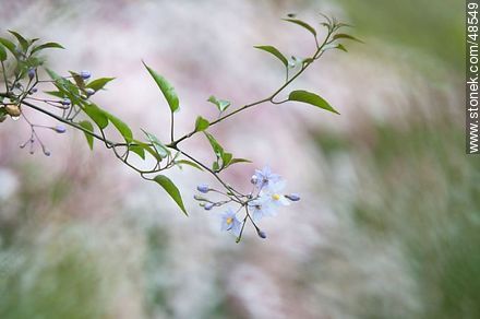 Solanum jazminoide - Flora - MORE IMAGES. Photo #48549