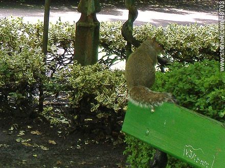 Squirrel - Ireland - BRITISH ISLANDS. Photo #48703