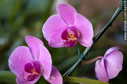 Orquídeas - Flora - IMÁGENES VARIAS. Foto No. 49400
