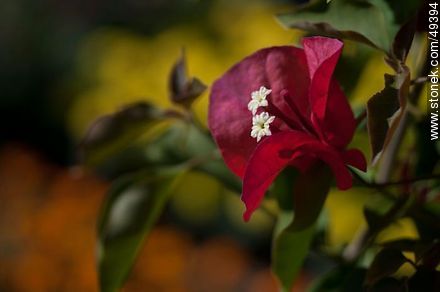 Red buganvillea - Flora - MORE IMAGES. Photo #49394