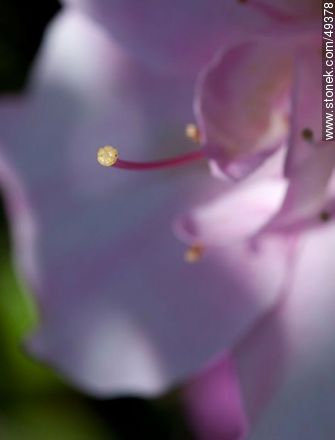 Pink azalea - Flora - MORE IMAGES. Photo #49378