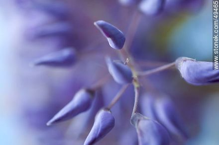 Wisteria sinensis  - Flora - MORE IMAGES. Photo #49465