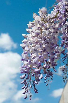 Wisteria sinensis  - Flora - MORE IMAGES. Photo #49464