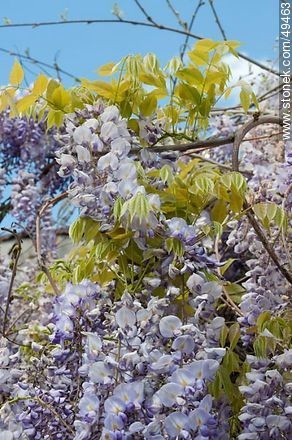 Wisteria sinensis  - Flora - MORE IMAGES. Photo #49463
