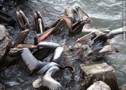 Lobos marinos y pelícanos disputándose el alimento - Chile - Otros AMÉRICA del SUR. Foto No. 49748