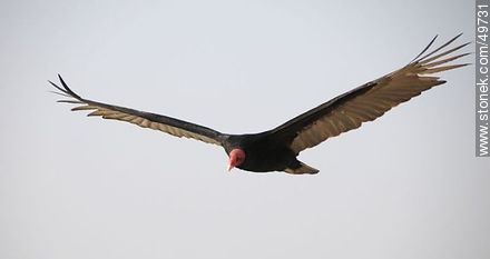 Jote o cuervo de cabeza colorada - Fauna - IMÁGENES VARIAS. Foto No. 49731
