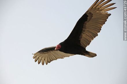 Flying turkey vulture  - Chile - Others in SOUTH AMERICA. Photo #49729