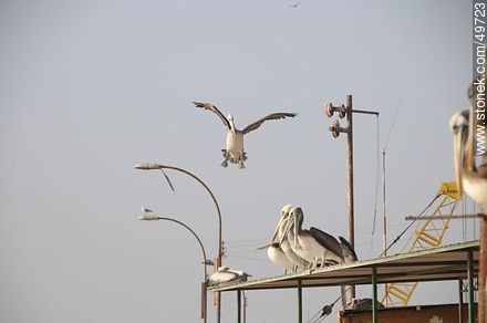 Pelicans in the port of Arica - Chile - Others in SOUTH AMERICA. Photo #49723
