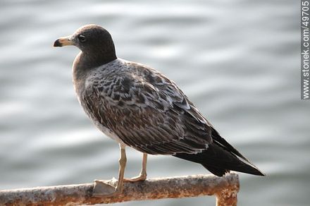 Young Kelp Gull - Chile - Others in SOUTH AMERICA. Photo #49705