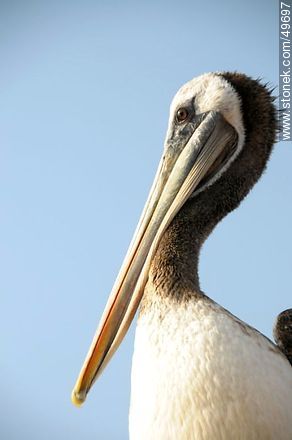 Pelican in the port of Arica. - Chile - Others in SOUTH AMERICA. Photo #49697