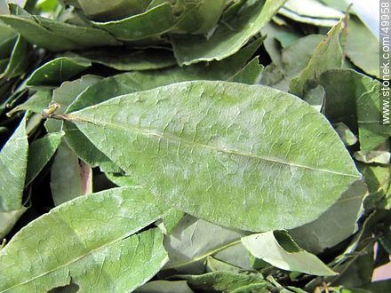 Coca leaves. -  - MORE IMAGES. Photo #49958