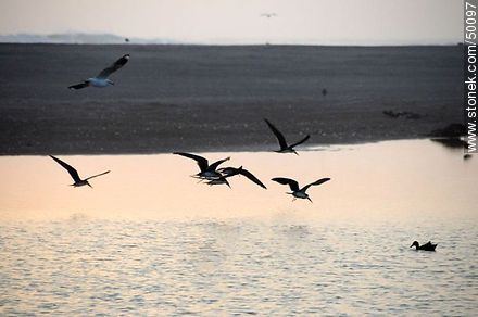 Aves en el humedal de la desembocadura del Río Lluta. - Chile - Otros AMÉRICA del SUR. Foto No. 50097