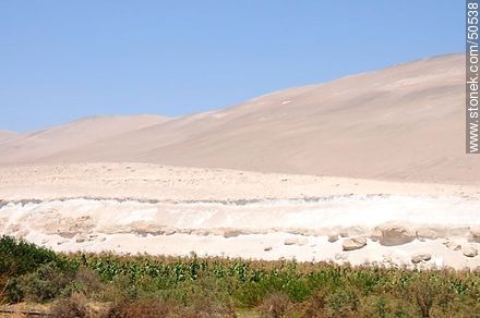 Plantations on the edge of the desert. - Chile - Others in SOUTH AMERICA. Photo #50538