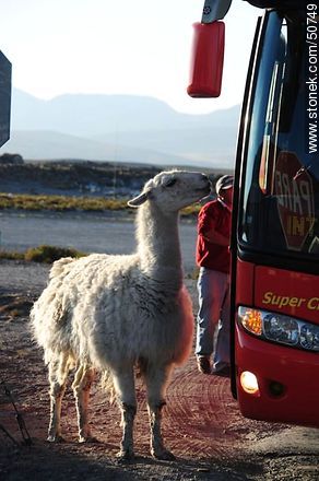 Llama Loly, mascota del Retén Chucuyo, buscando amistad con los turistas. - Chile - Otros AMÉRICA del SUR. Foto No. 50749