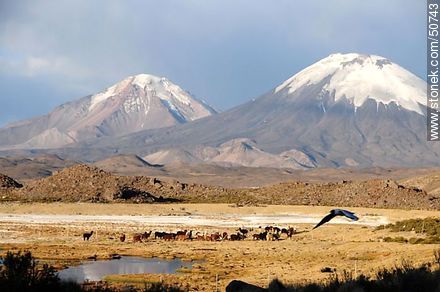 Volcanes Parinacota y Pomerape desde ruta 11 de Chile. Pastoreo de llamas y una gaviota andina. - Chile - Otros AMÉRICA del SUR. Foto No. 50743