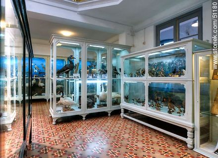Museo de Historia Natural del IAVA - Departamento de Montevideo - URUGUAY. Foto No. 51180