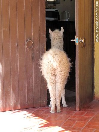 Cría de llama curiosa - Chile - Otros AMÉRICA del SUR. Foto No. 51390