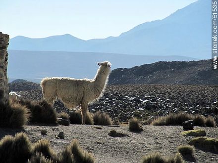Llama in Parinacota village - Chile - Others in SOUTH AMERICA. Photo #51535