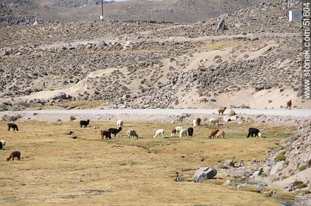 Llamas pastando en las cercanías del pueblo Parinacota - Chile - Otros AMÉRICA del SUR. Foto No. 51604