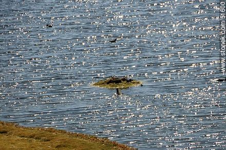 Laguna próxima al pueblo Parinacota - Chile - Otros AMÉRICA del SUR. Foto No. 51600