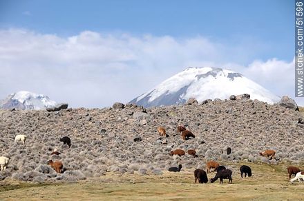 Llamas pastando en las cercanías del pueblo Parinacota - Chile - Otros AMÉRICA del SUR. Foto No. 51596